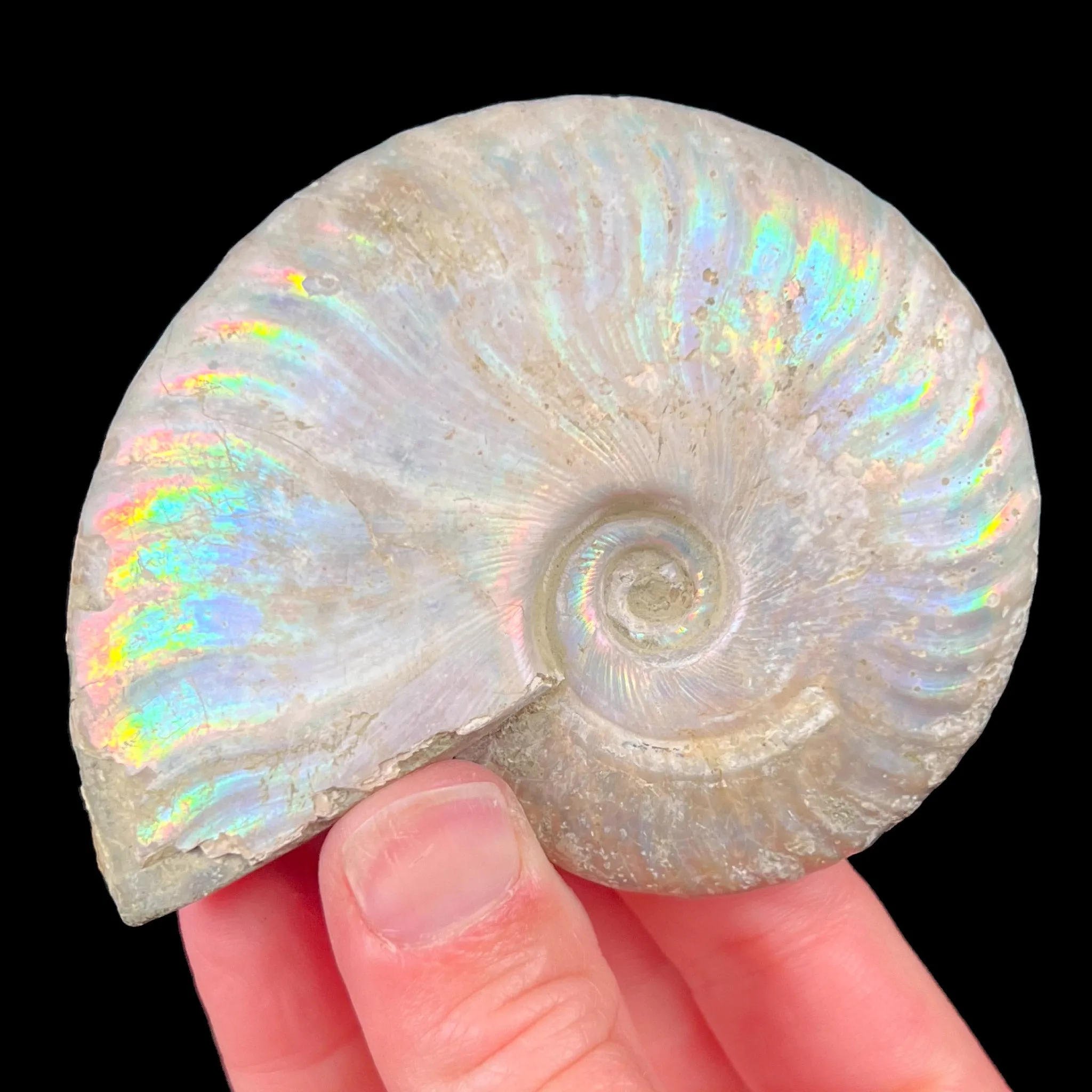 Rainbow Iridescent Ammonite