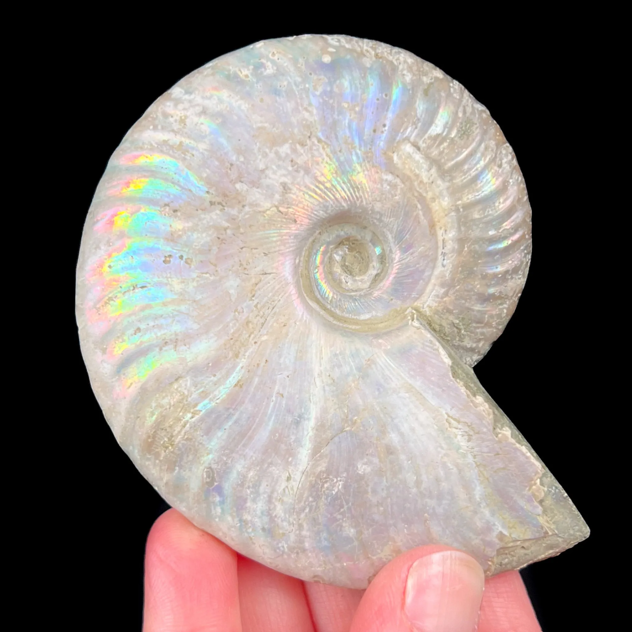 Rainbow Iridescent Ammonite