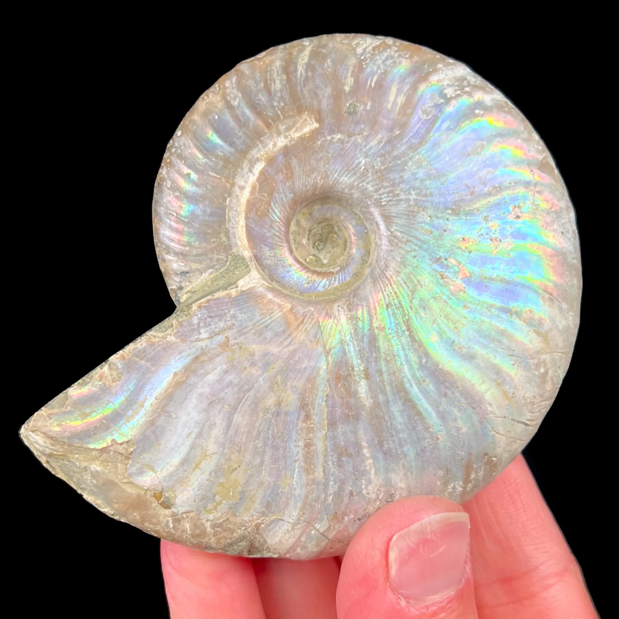 Rainbow Iridescent Ammonite