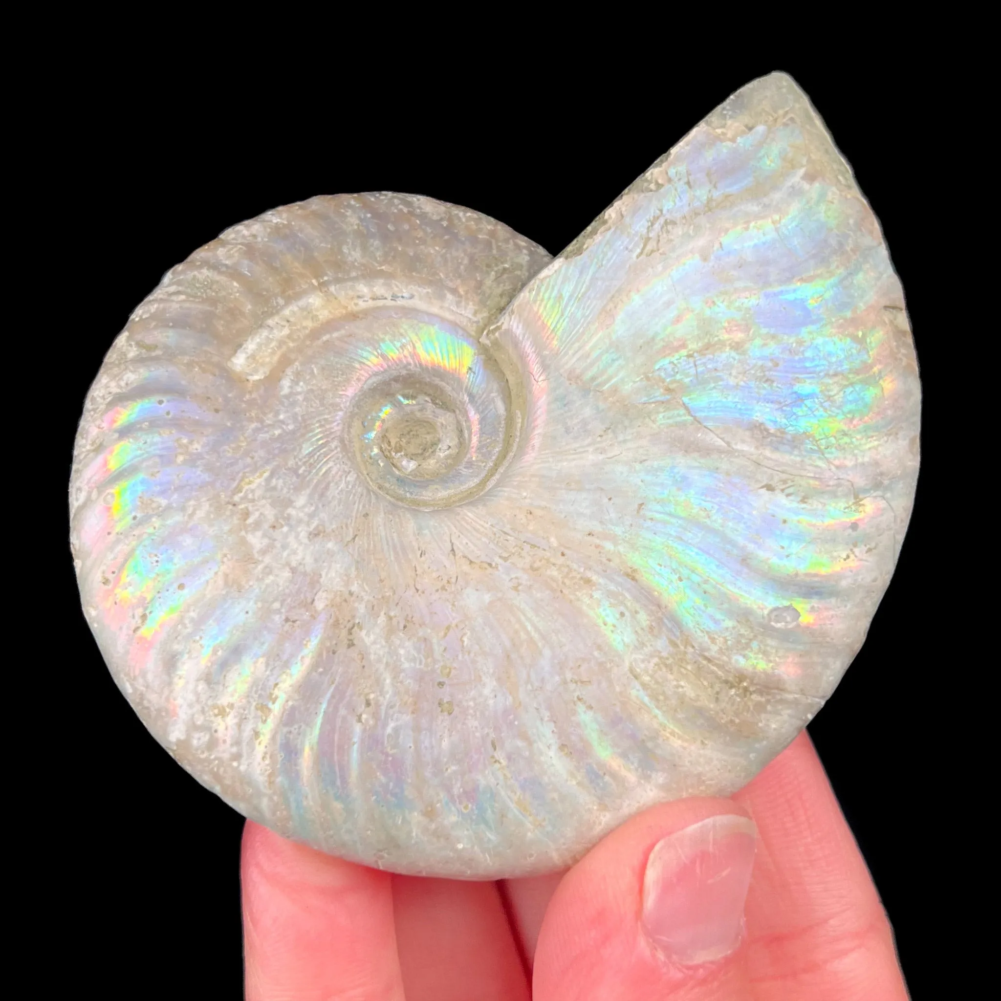 Rainbow Iridescent Ammonite