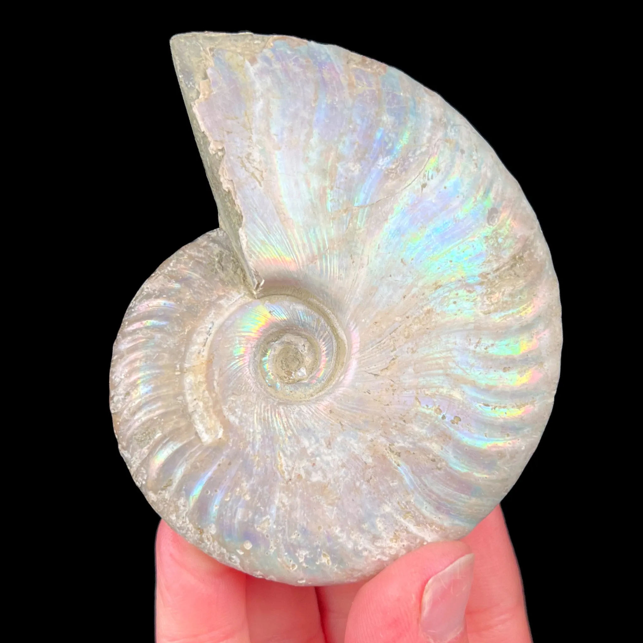 Rainbow Iridescent Ammonite