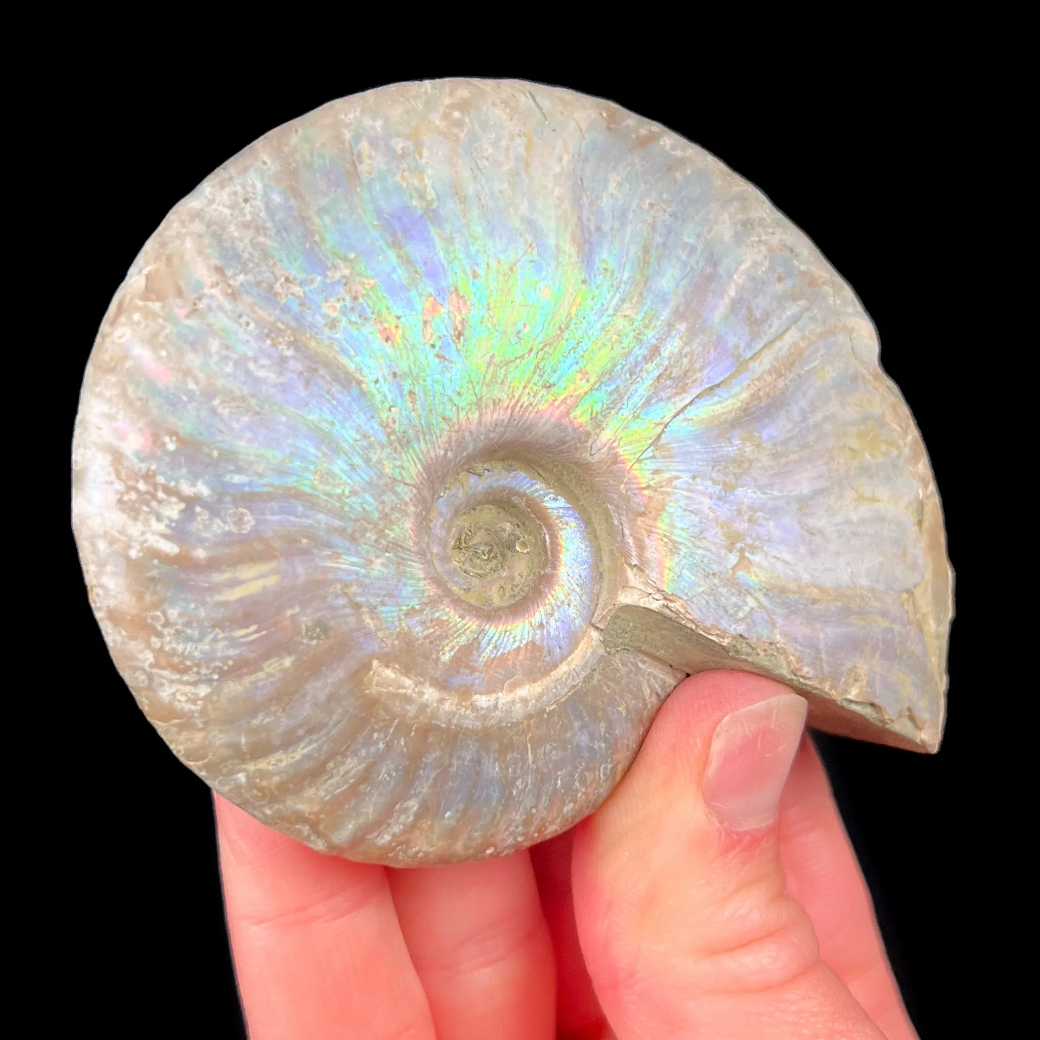 Rainbow Iridescent Ammonite