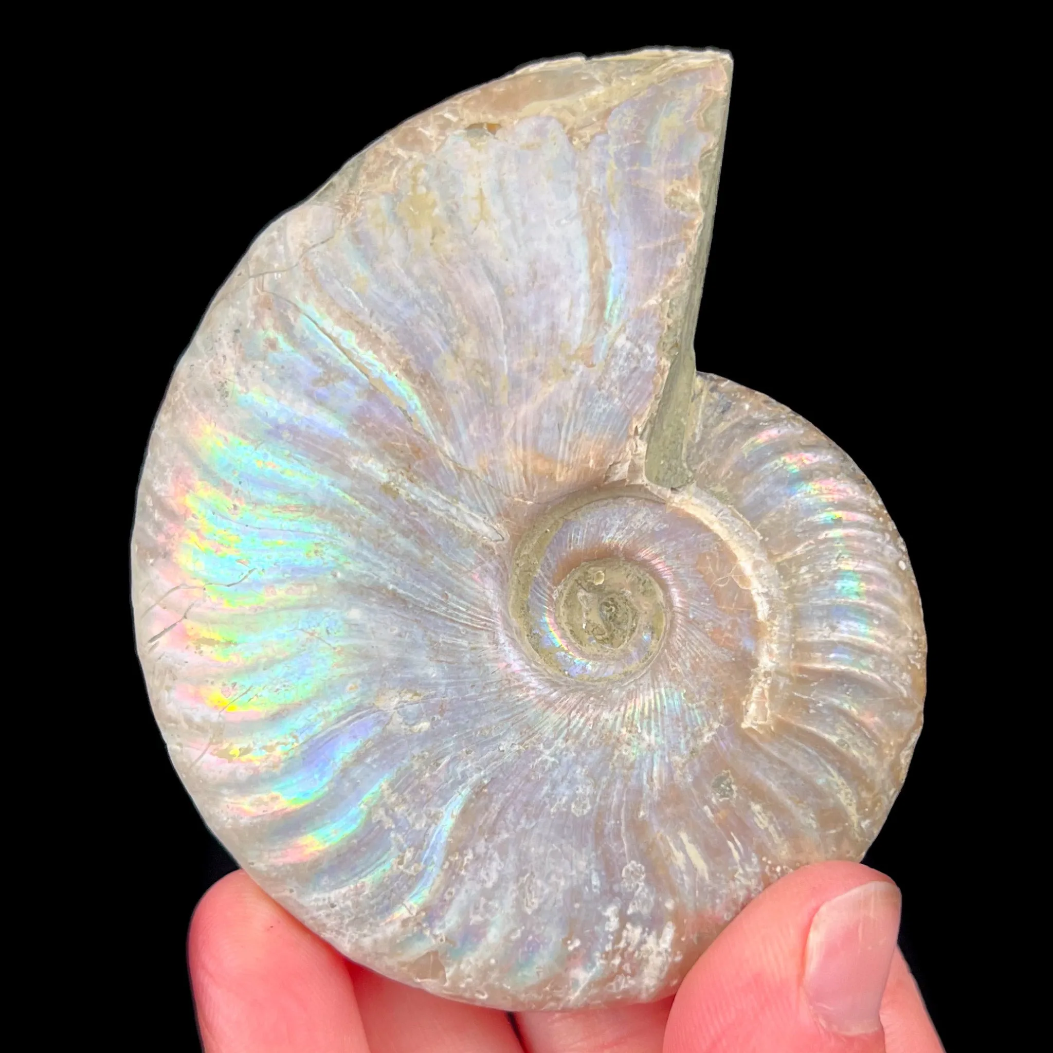 Rainbow Iridescent Ammonite