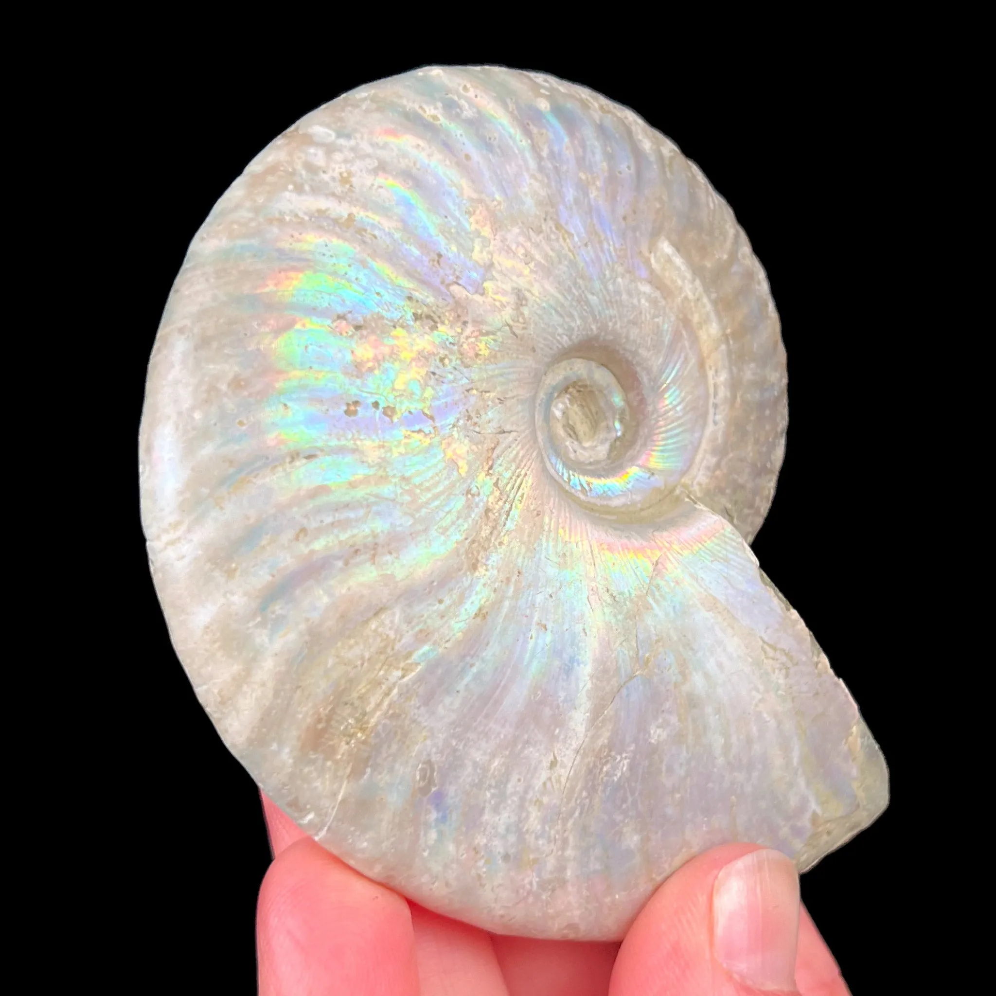 Rainbow Iridescent Ammonite